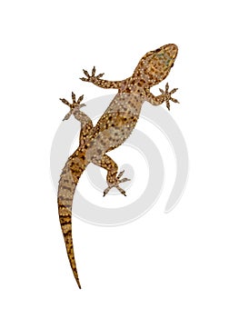 Gecko on white wall