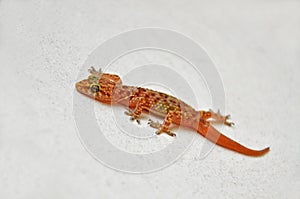 Gecko on the white wall