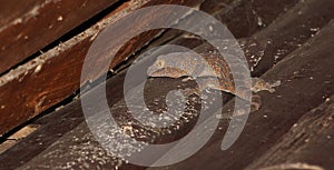 Gecko on wood home