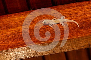 Gecko on a Wooden Beam at Night