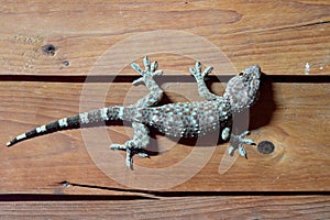 Gecko on Wooden wall room at night