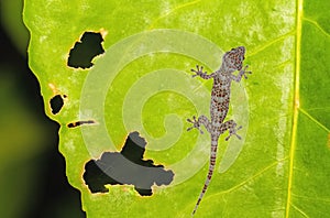 Gecko Xylotrupes Gideon lonely on green leaf with holes, eaten by pests