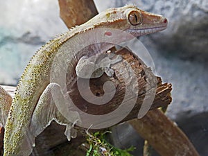 Gecko in the zoo, staring the spectator.