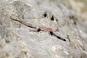 Geckobia mites parasites sucking a blood