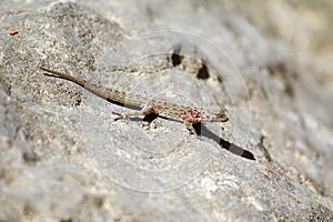 Geckobia mites parasites sucking a blood