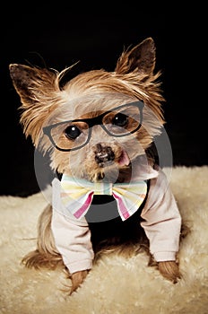 Geek Yorkshire Terrier dog