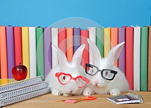 Geeky back to school bunnies wearing glasses