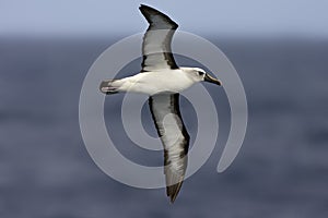 Geelbekalbatros, Atlantic Yellow-nosed Albatros, Thalassarche ch