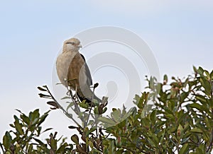 Geelkopcaracara, Yellow-headed Caracara, Milvago chimachima