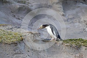 Geeloogpinguin, Yellow-eyed Penguin, Megadyptes antipodes