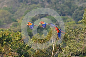 Geelvleugelara, Scarlet Macaw, Ara macao photo