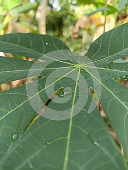 Geen cassava leaves with water drops after rain