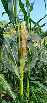 Geen corn fruit. Corn in a shell