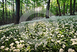 Geen forest with wild garlic at sunset, Slovakia