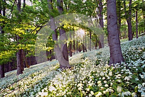 Geen forest with wild garlic at sunset, Slovakia