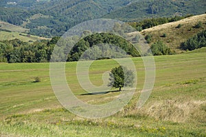 Geen valley with a sky. Landscape in the summer