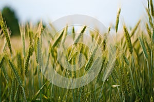 Geen wheat among the sky in summer day