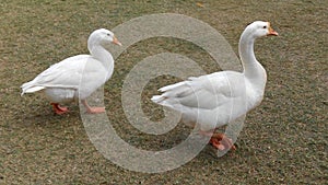 Gees and ducks walking on the floor