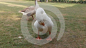 Gees and ducks walking on the floor