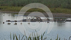 Gees and gulls sleeping on an island in the lake