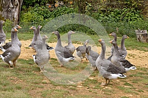 Geese photo