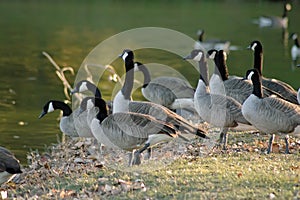 Geese