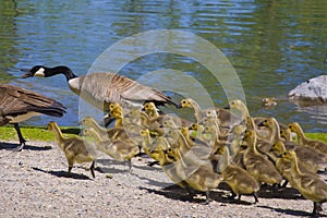 Geese and 4 day old gooslings swimming in pond