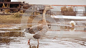 Geese across the dusty ground of a charming farmstead. Selective focus.