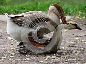 Geese in the act of mating.