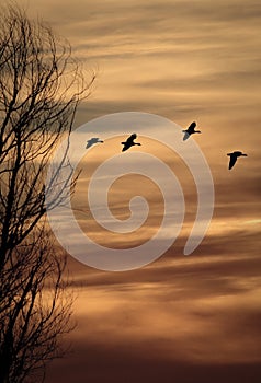 Geese against sunset