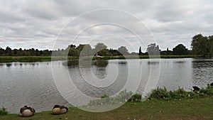 Geese asleep on a cloudy early morning at Bushy Park