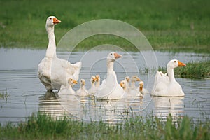 Geese with babies