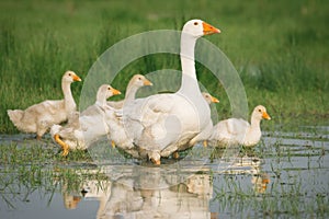 Geese with babies