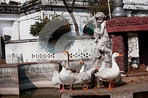 Geese bask in the sun in the ancient fountains
