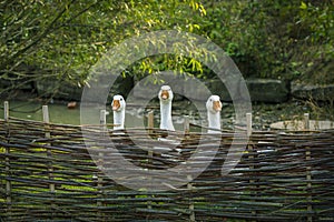 Geese behind wattled fence