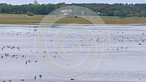 Geese Birds Arriving Wetland for Rest during Autumn Migration, Wide Shot.