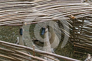 Geese with black beak behind the wicker fence