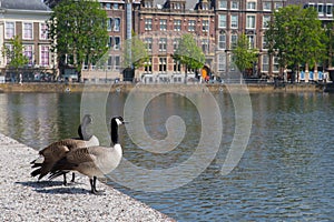 Geese and buildings photo