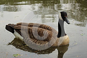 Geese. Canada goose. Canada goose gaggle. Honking goose.