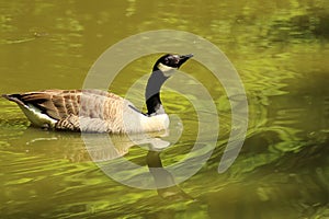 Geese. Canada goose. Canada goose gaggle. Honking goose.