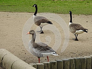 Geese canadian geese grey lag egyptian geese