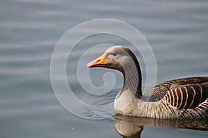 Geese canadian geese grey lag egyptian geese