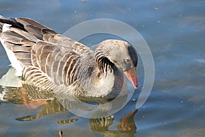 Geese canadian geese grey lag egyptian geese