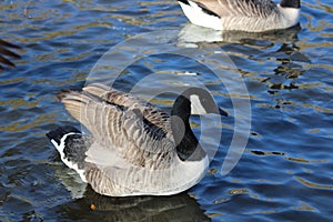 Geese canadian geese grey lag egyptian geese