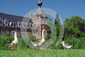Geese in castle park