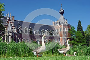 Geese in castle park