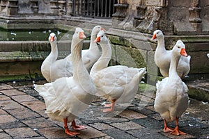 Geese in the Cathedral