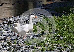 the geese  of the Cerusa stream in Genoa Voltri 