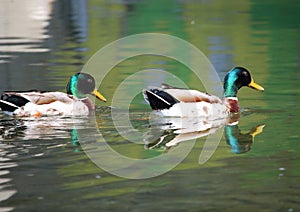 The geese  of the Cerusa stream in Genoa Voltri