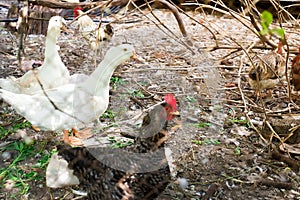 Geese, chicken and ducks in the bird`s yard.